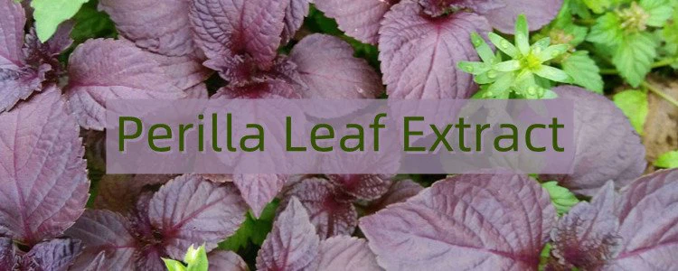 Perilla Leaf Extract.png